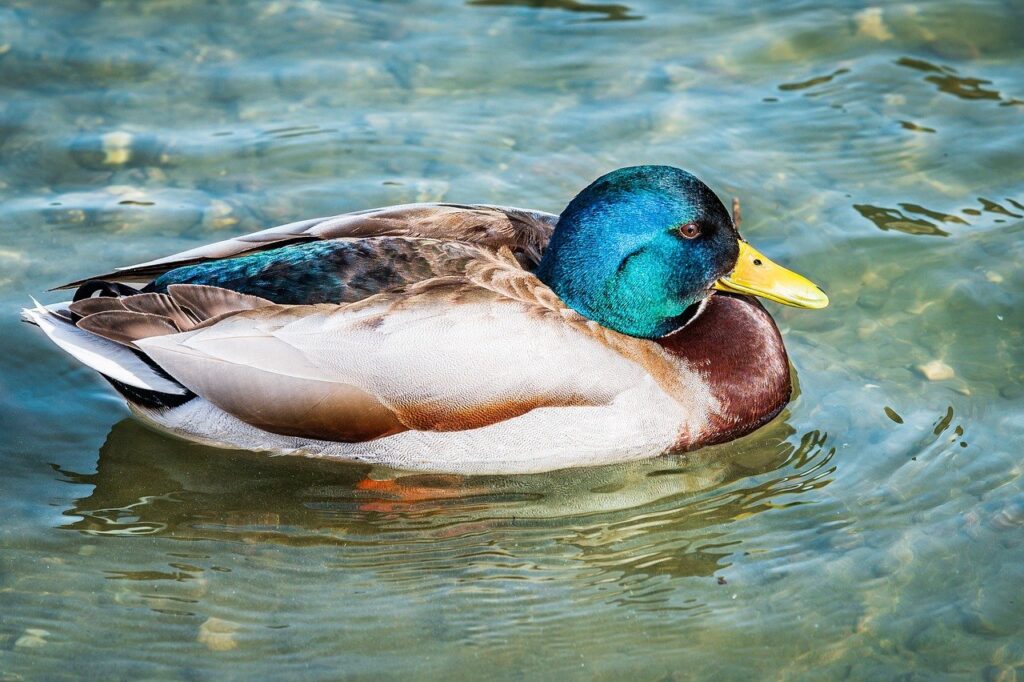 percy jackson books in order list