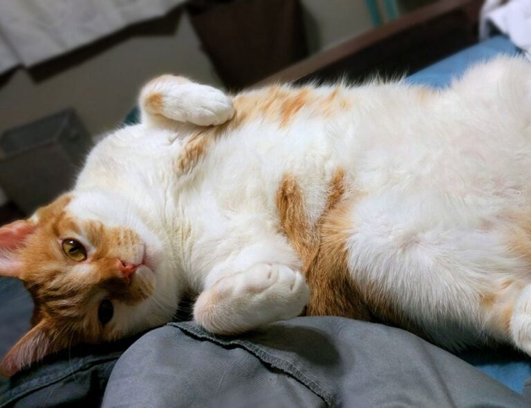 building advice kdainteriorment