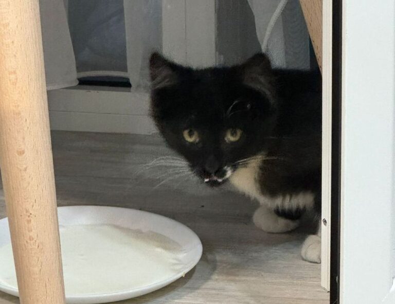 building guide kdainteriorment