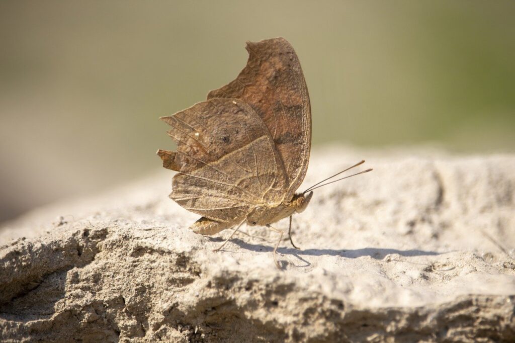 can i play marshock200 on my laptop