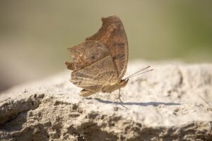 can i play marshock200 on my laptop