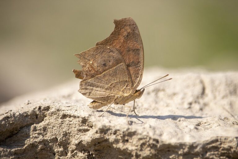 can i play marshock200 on my laptop