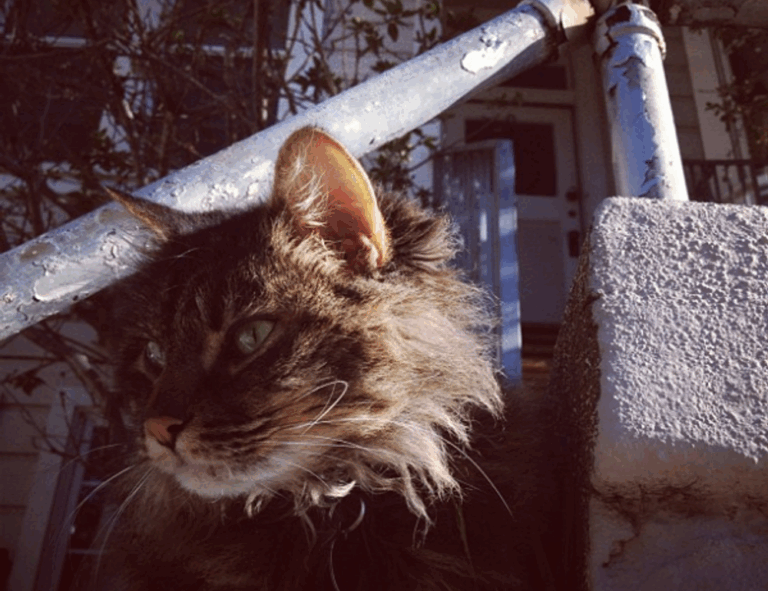 why can't i play darkwarfall online games on my wifi