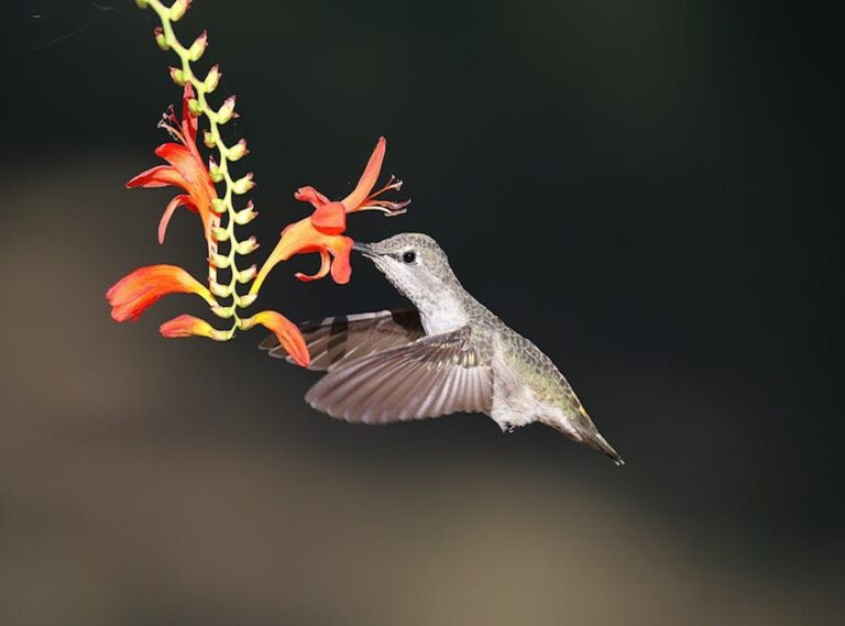 boleyn anna star trek